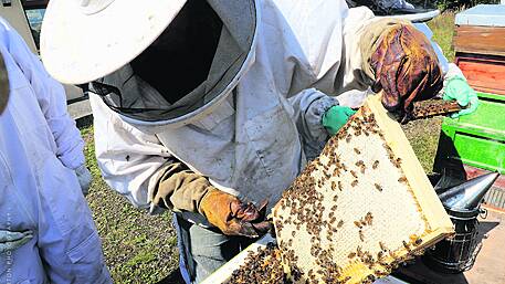 Why West Cork is ideal location for busy beekeepers Image