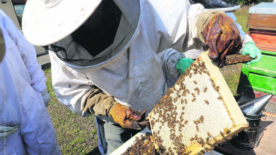 Why West Cork is ideal location for busy beekeepers Image