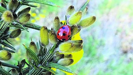 WILDLIFE: Spotting lovely ladybirds Image