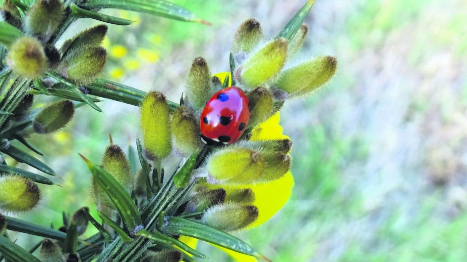 WILDLIFE: Spotting lovely ladybirds Image