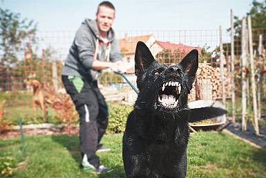 How to stay safe when meeting a strange dog Image