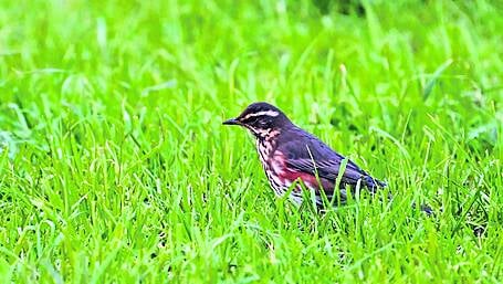 WILDLIFE: West Cork welcome land for migrating birds Image