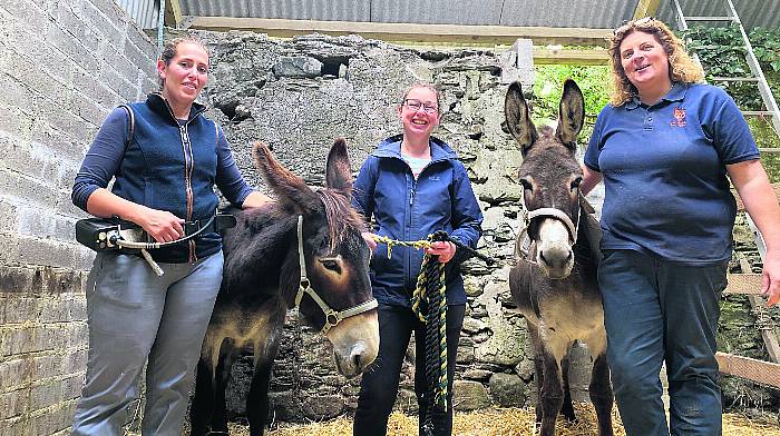 Donkey dentist on the rounds in West Cork Image