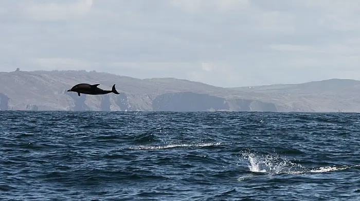 Skibbereen hosts open discussion on marine life Image