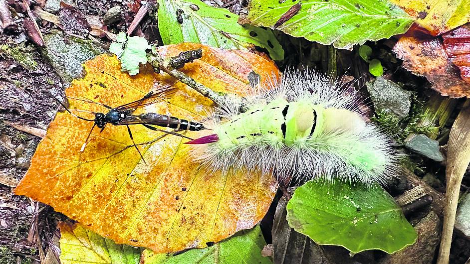 WILDLIFE: Weird and wonderful in West Cork woodlands Image