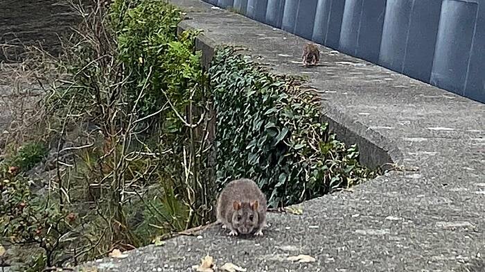 Oh rats! Brazen rodents at recycling bins Image