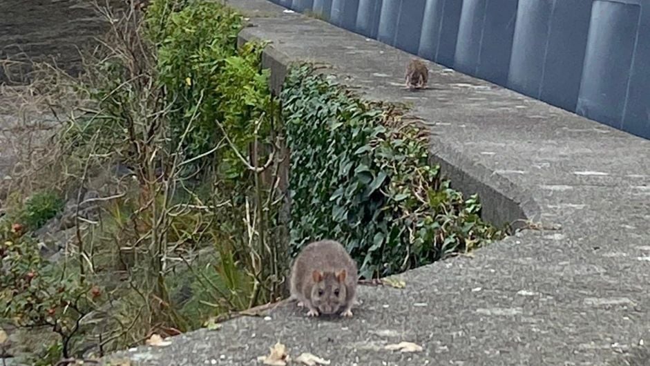 Oh rats! Brazen rodents at recycling bins Image