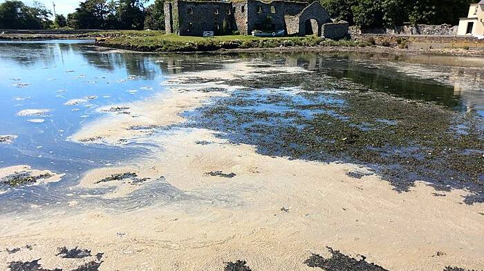 Locals claim sewage is floating in Ring harbour Image