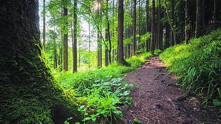 Agroforestry conference to be hosted in Bantry Image