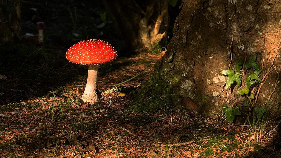Reader's Picture of the Week Image