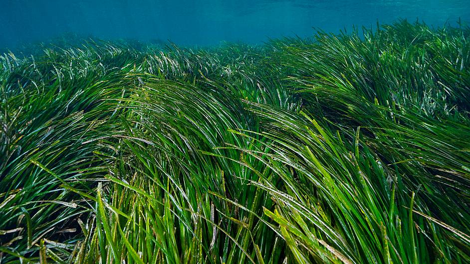 Project launched in West Cork bids to save seagrass around Irish coast Image