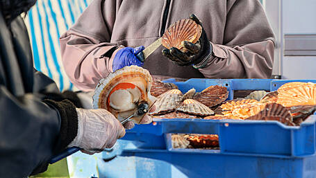 New post-Brexit support package for scallop fleet Image