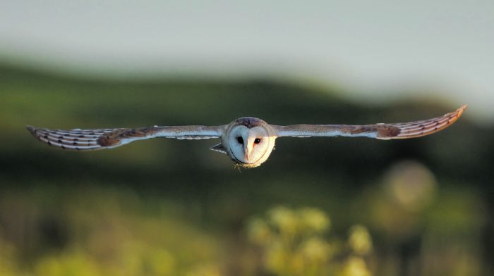 WILDLIFE: Promising findings for owls in West Cork Image