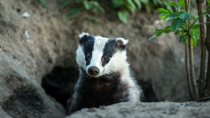 ICSA: Time to consider badger cull Image