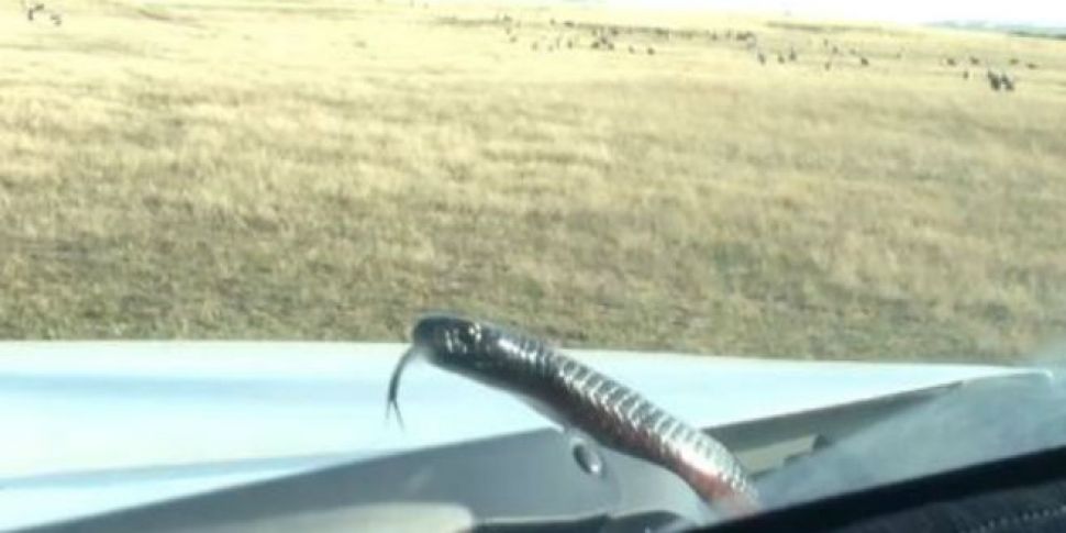 Snake Slithers Onto Windscreen...