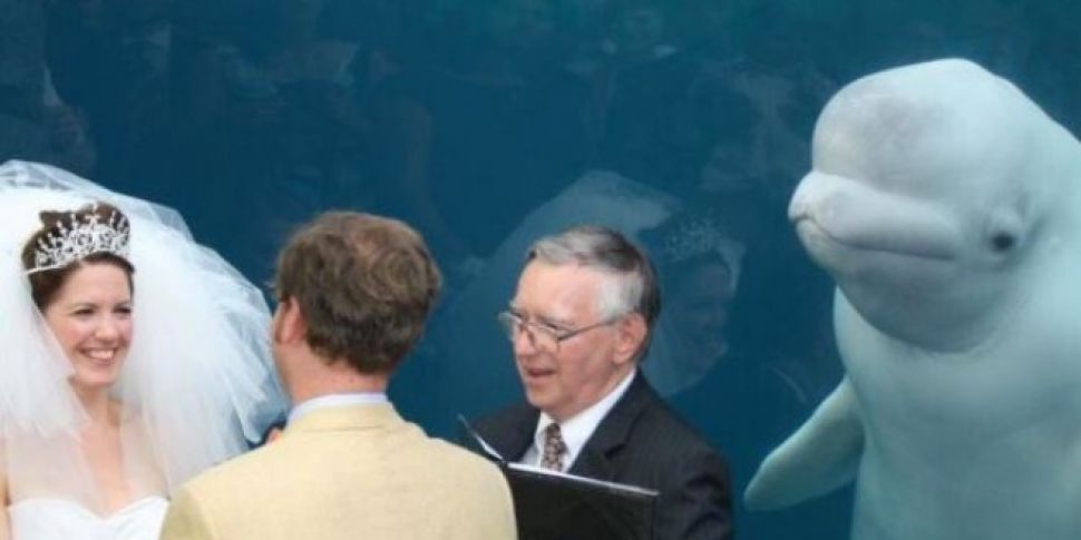 A Whale Showed Up At A Wedding...