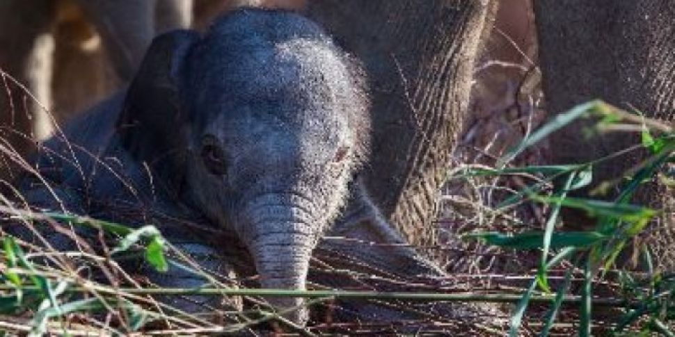 Dublin Zoo Welcomes Baby Eleph...