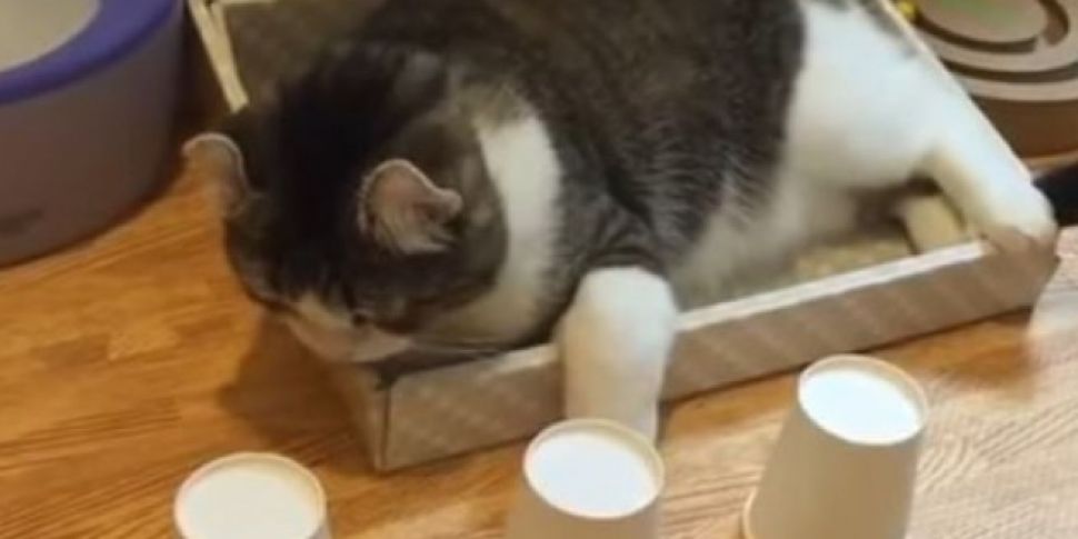 This Cat's Ball-And-Cup Ga...
