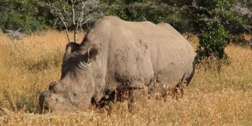 Last White Rhino Joins Tinder...