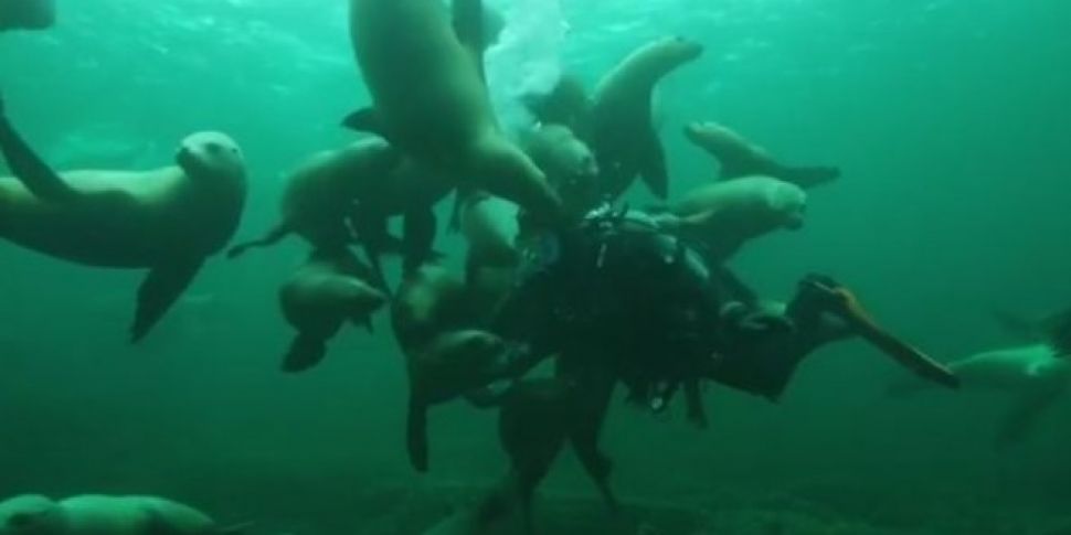 WATCH: This Diver's Sea Li...