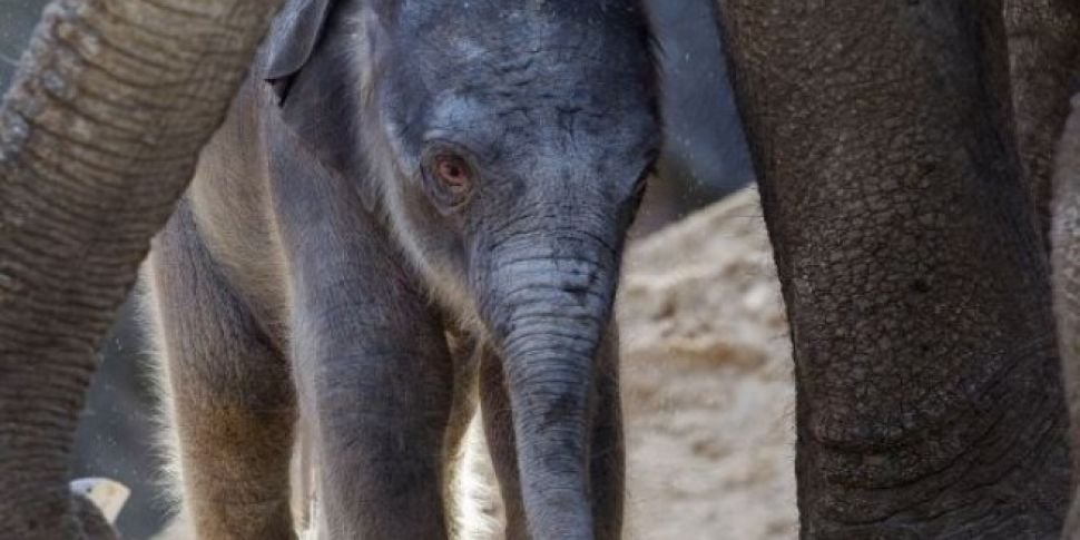 New Baby Elephant Born In Dubl...