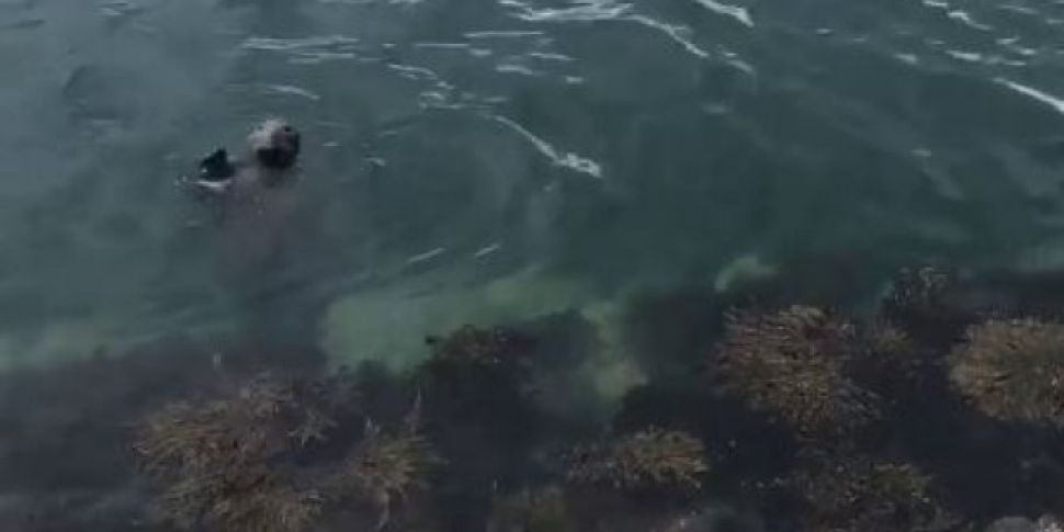 This Waving Seal In Howth Is M...