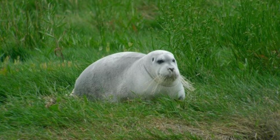 An Arctic Seal Is Having A Hol...