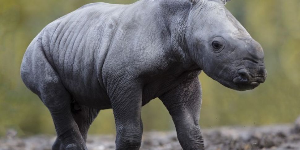 White Rhino Calf Born At Dubli...