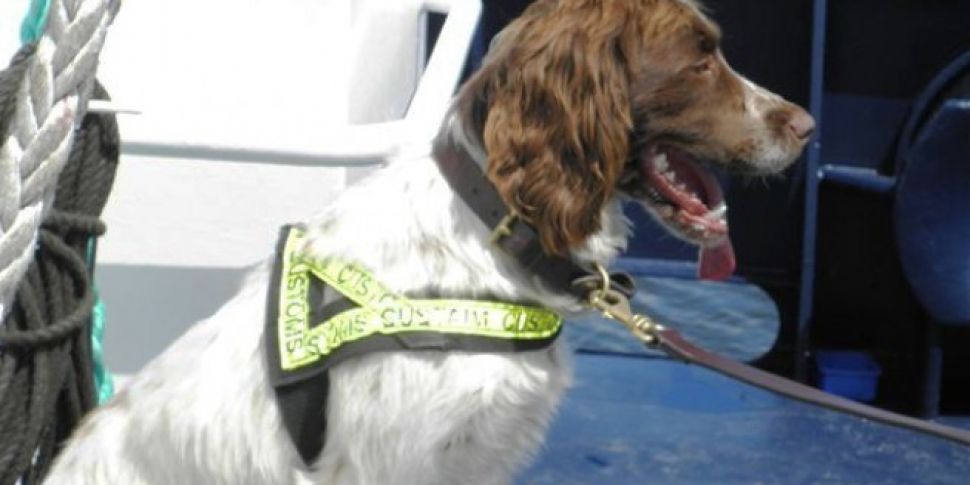 Detector Dog Harvey Helps Foil...