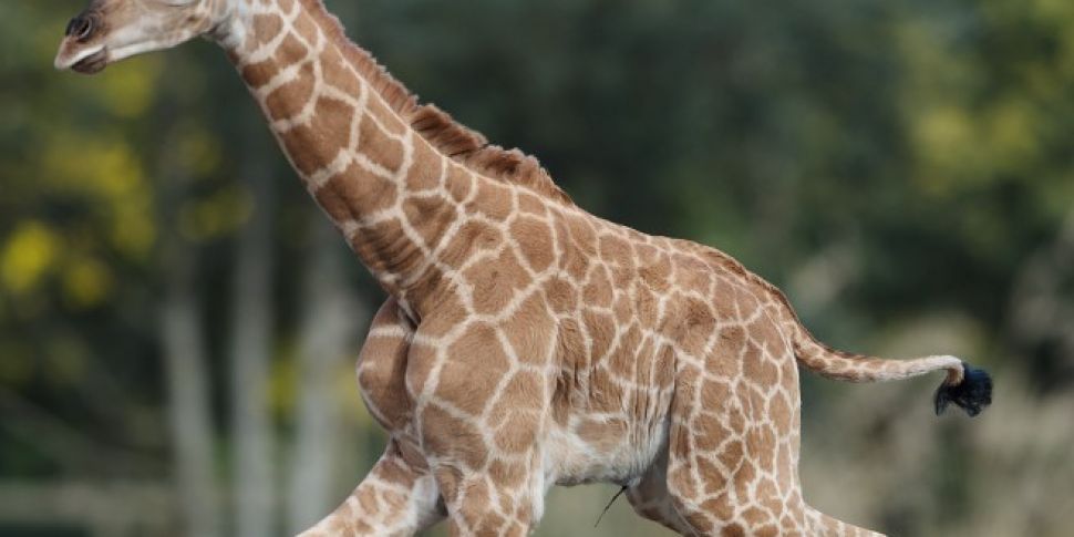 Giraffe Born In Dublin Zoo
