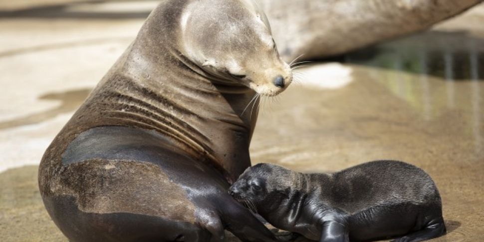 Three New Sea Lion Pups For Du...