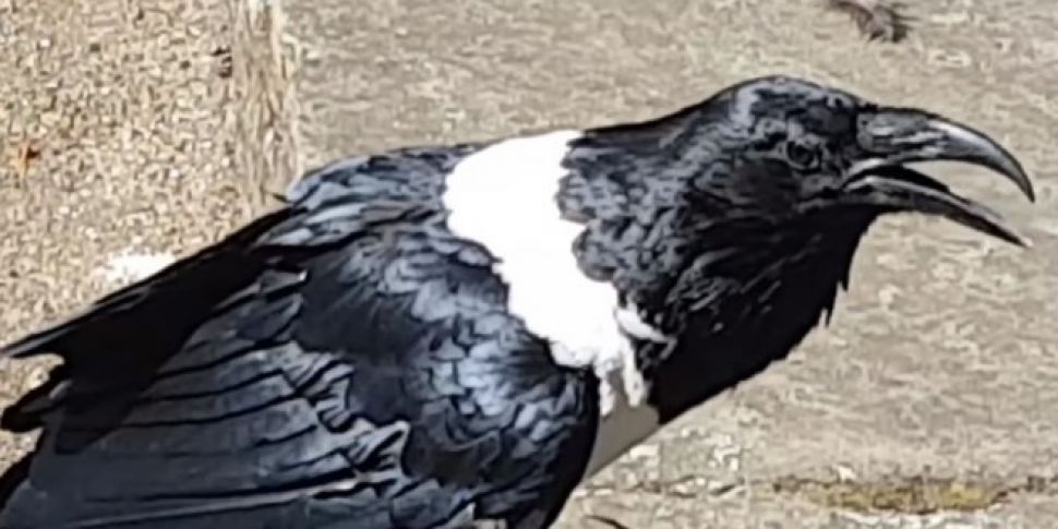 Meet The Crow Who Says "Y&...