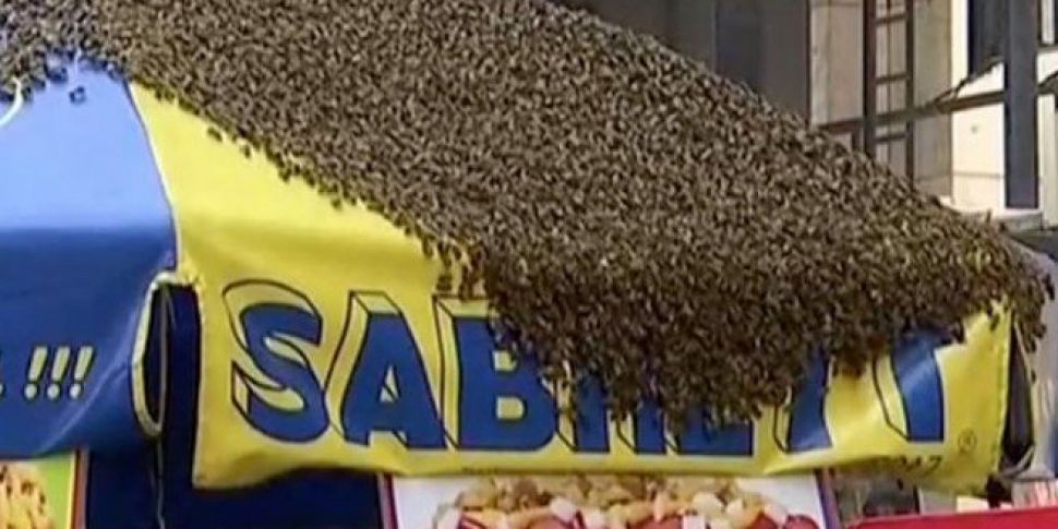 A Swarm Of Bees Took Over A Ti...