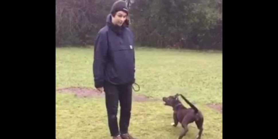 WATCH: This Poor Dog Trying To...