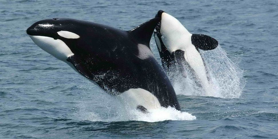 Watch: Killer Whales Spotted O...