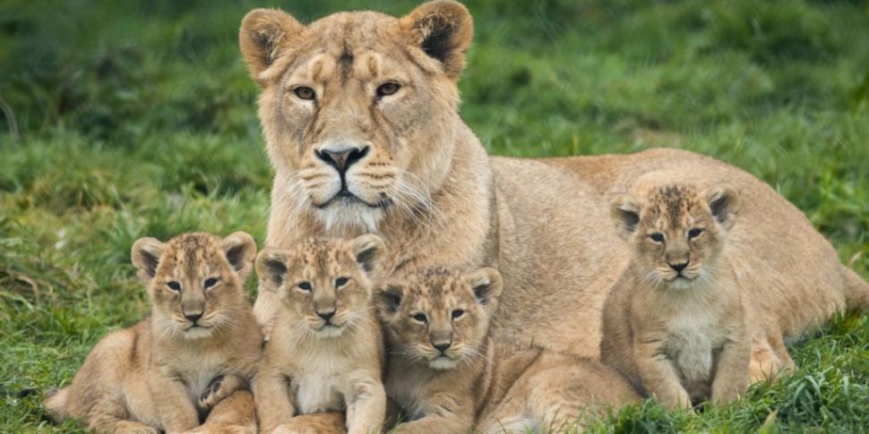 Four Asian Lion Cubs Born In F...