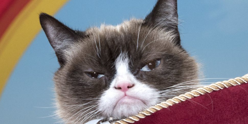 Grumpy Cat Dies Aged Seven