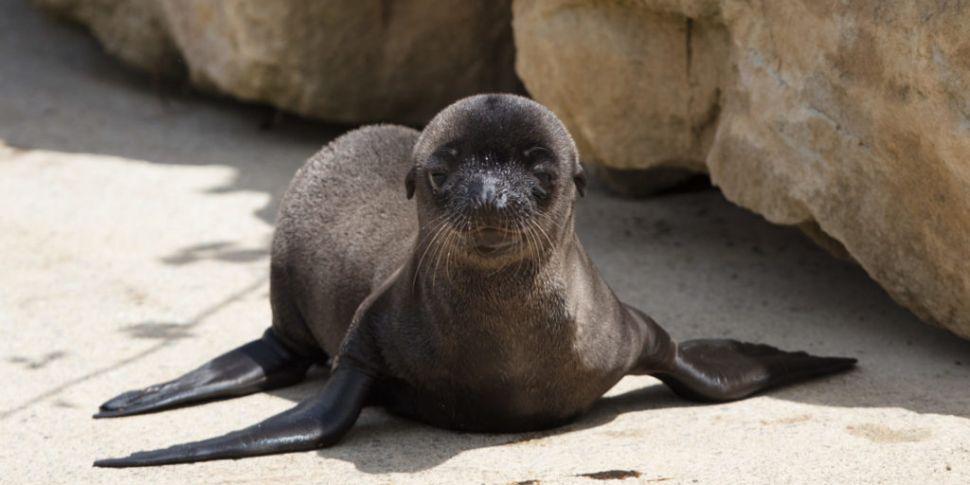 Three Sea Lion Pups Have Been...