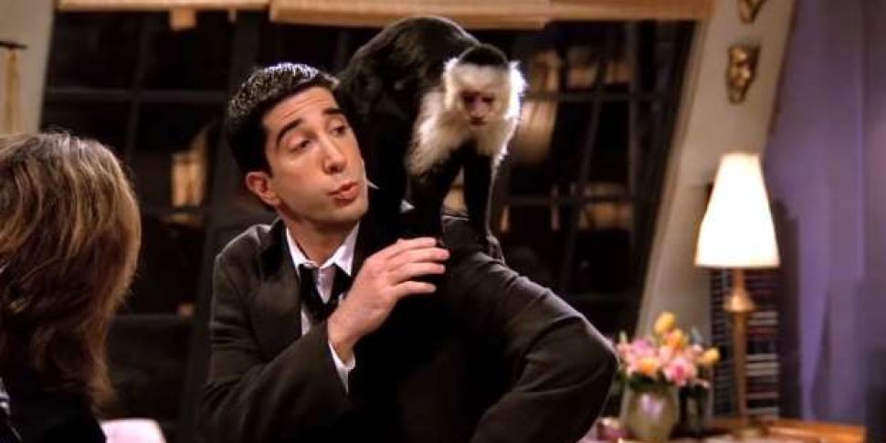 Ross Geller's Pet Monkey Marce...