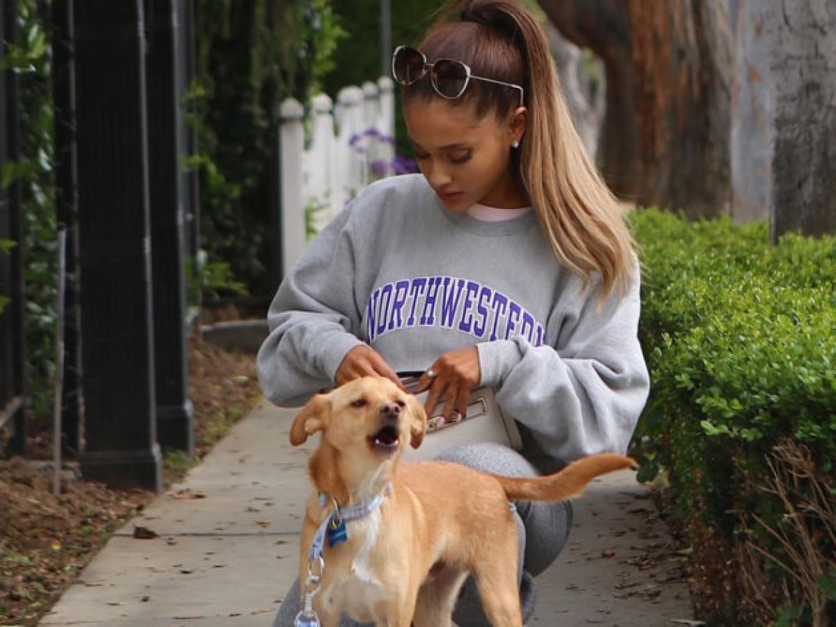 Ariana Grande Reportedly Flew Her Dogs Out To Glasgow By Private Jet |  SPIN1038