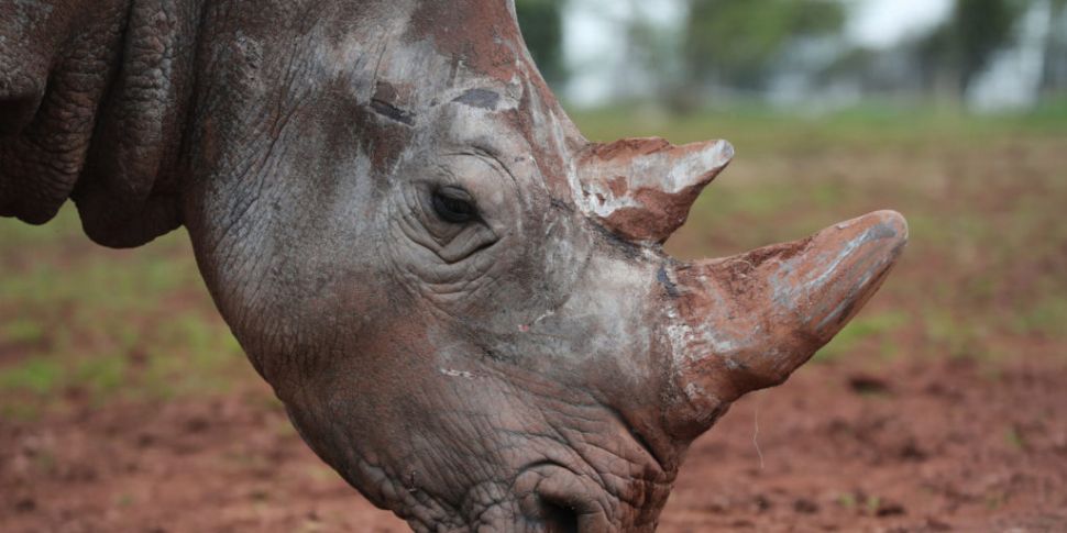 Dublin Zoo Need Help Naming Th...