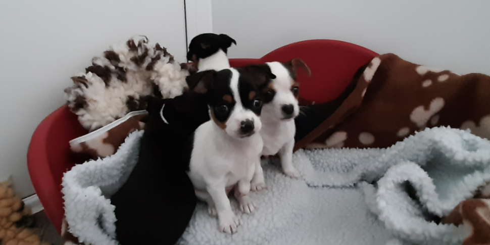 Four Puppies Found In Back Of...