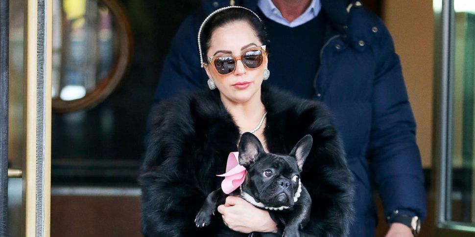 Lady Gaga's Dogs Found In An A...