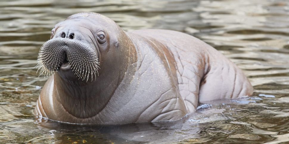 Giant Walrus Wakes Up In Kerry...