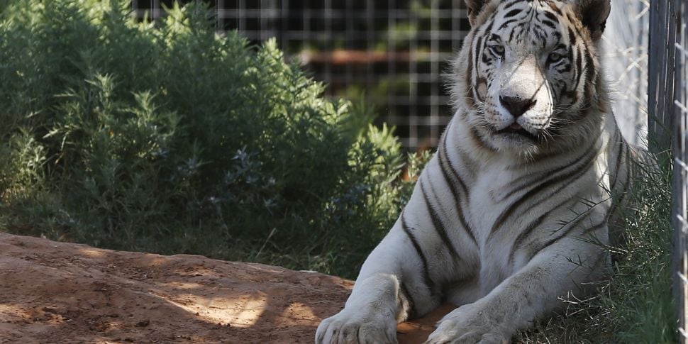 68 Big Cats Seized From Animal...