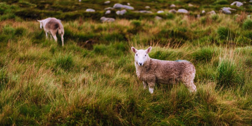 Sheep Rescued From 'Private Is...