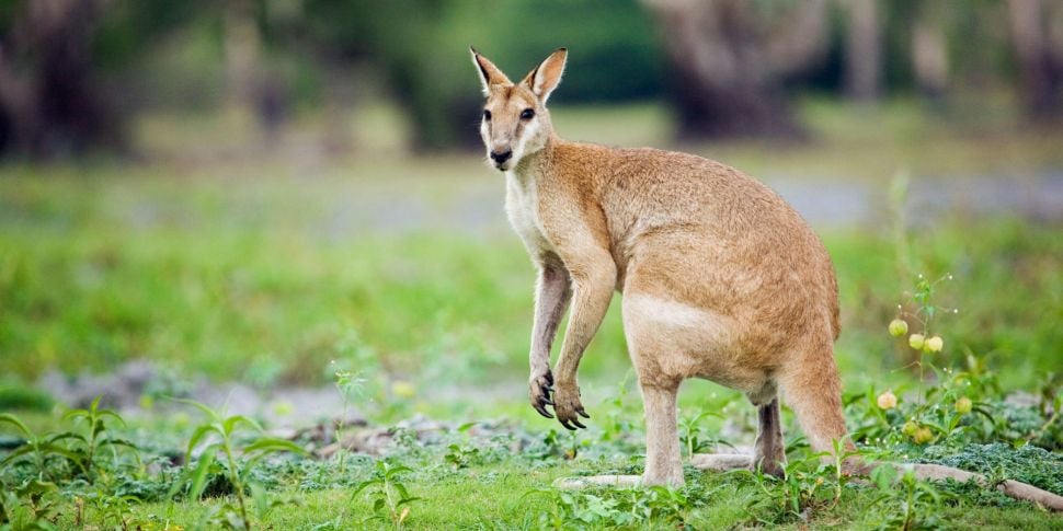 Wallaby On The Loose In Tyrone