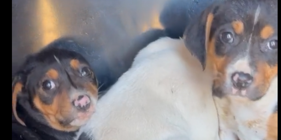 Six Puppies Rescued From Ditch...