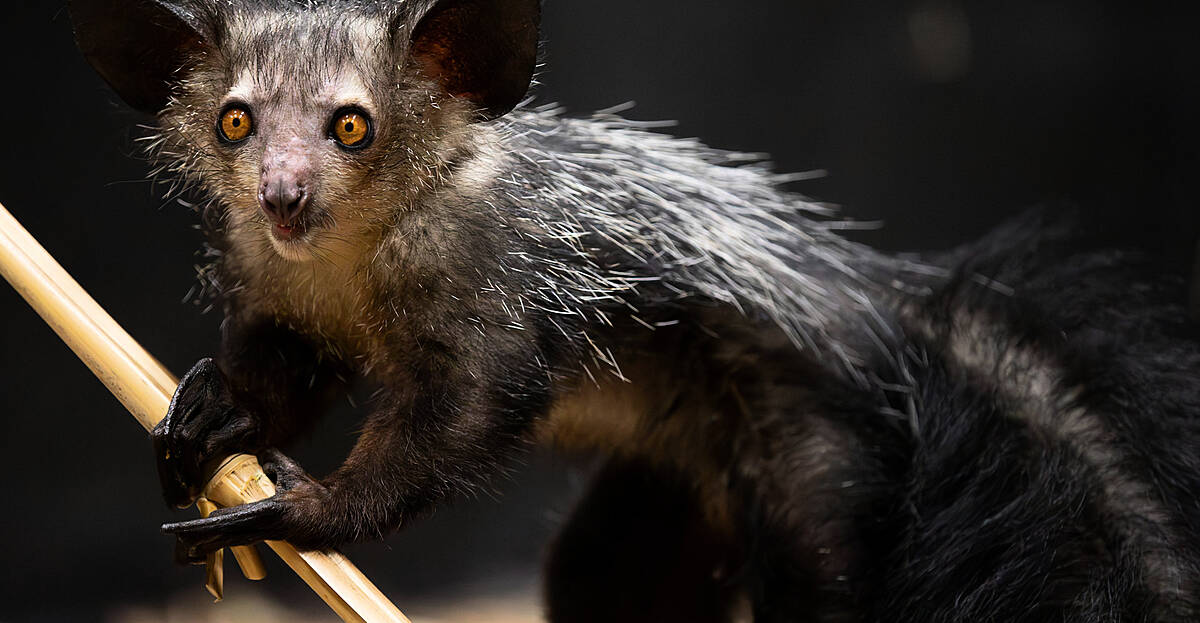 Just Aye-Aye-rrived! New Species at Dublin Zoo. | SPIN1038