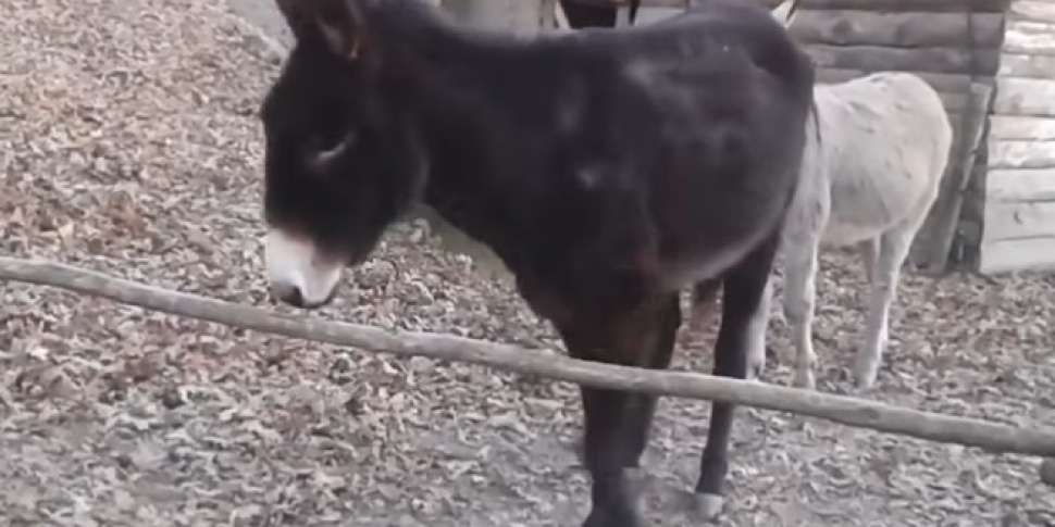 WATCH: Smart Donkey Finds Way...